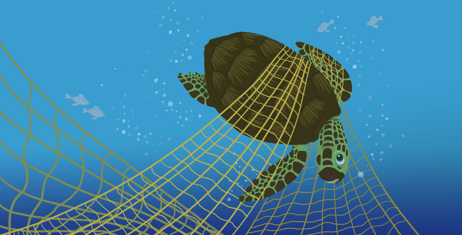Monie The Green Sea Turtle Monie The Green Sea Turtle