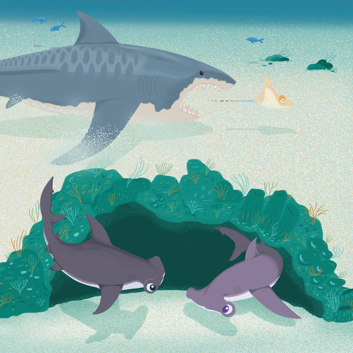 Soa The Great Hammerhead Shark Soa The Great Hammerhead Shark