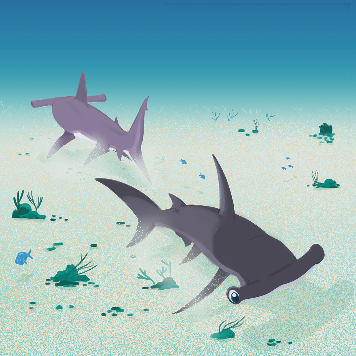 Soa The Great Hammerhead Shark Soa The Great Hammerhead Shark
