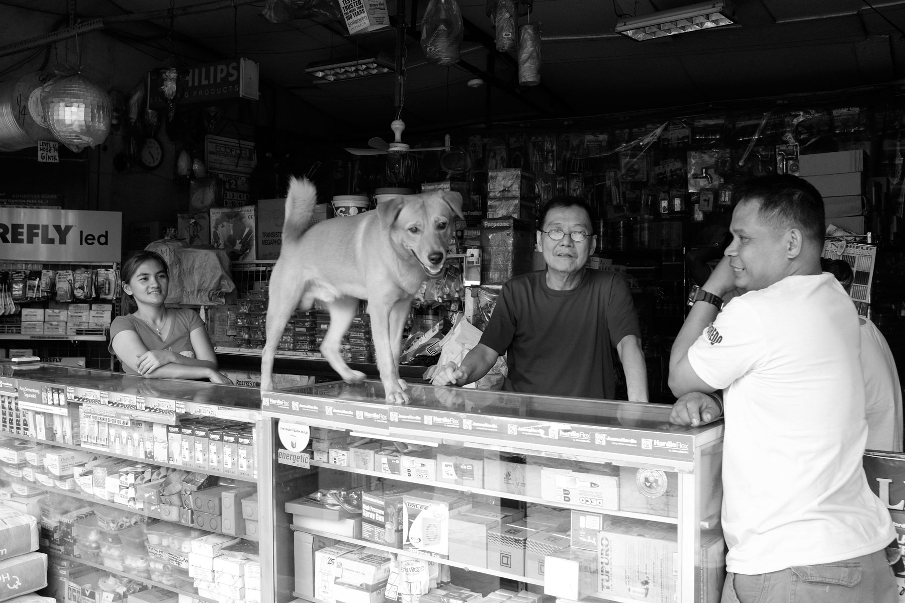 Street Dogs of Manila