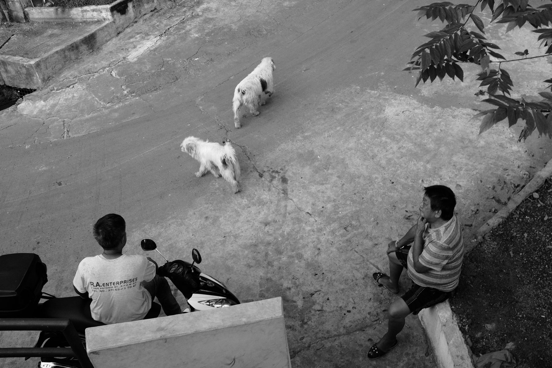 Street Dogs of Manila