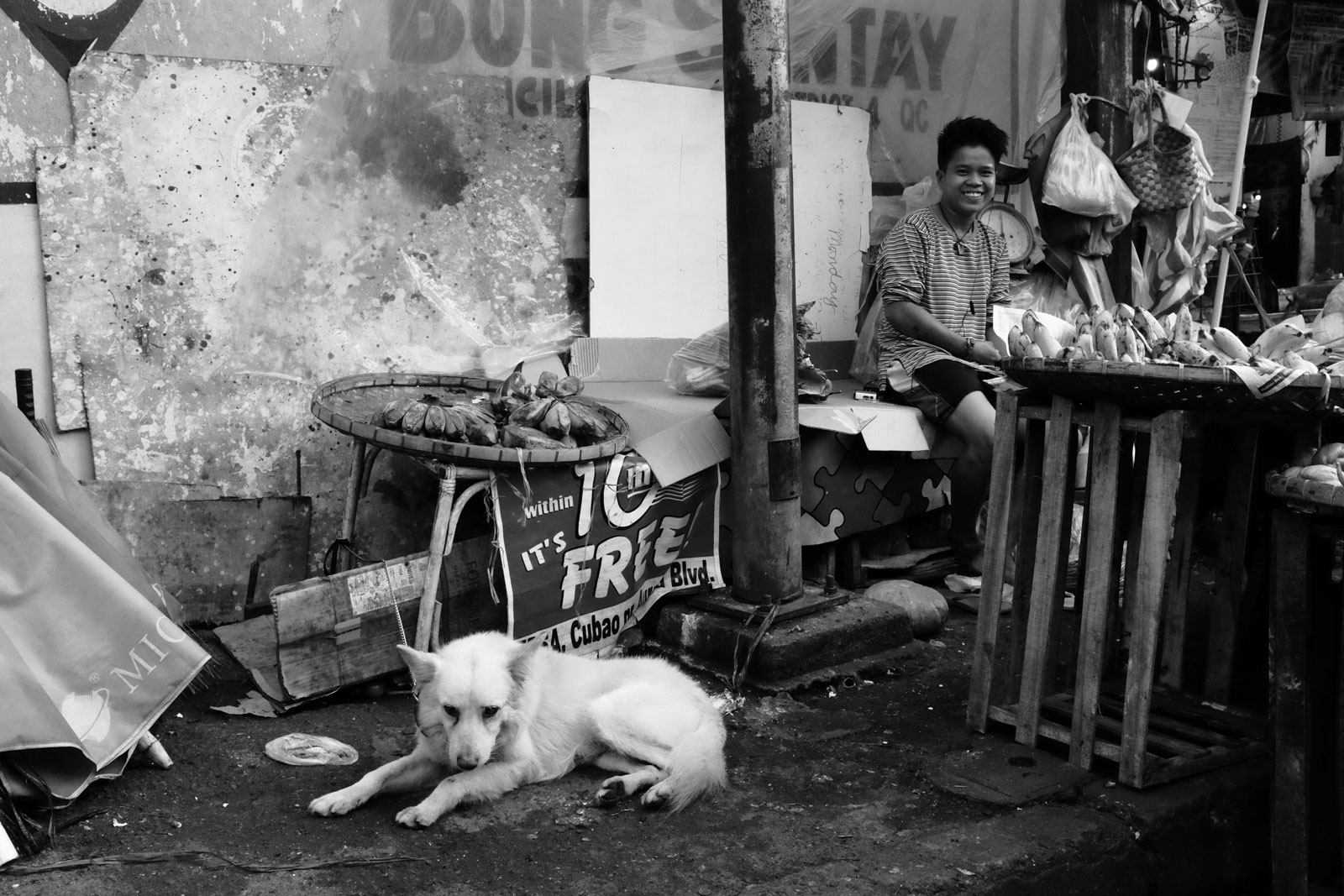 Street Dogs of Manila