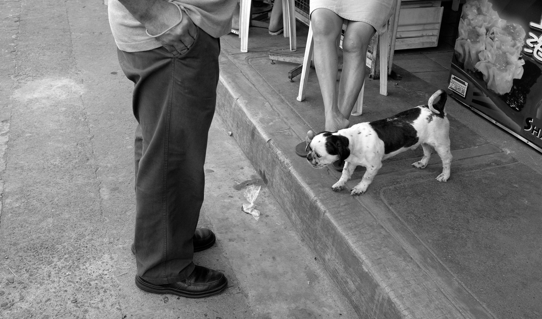 Street Dogs of Manila Street Dogs of Manila