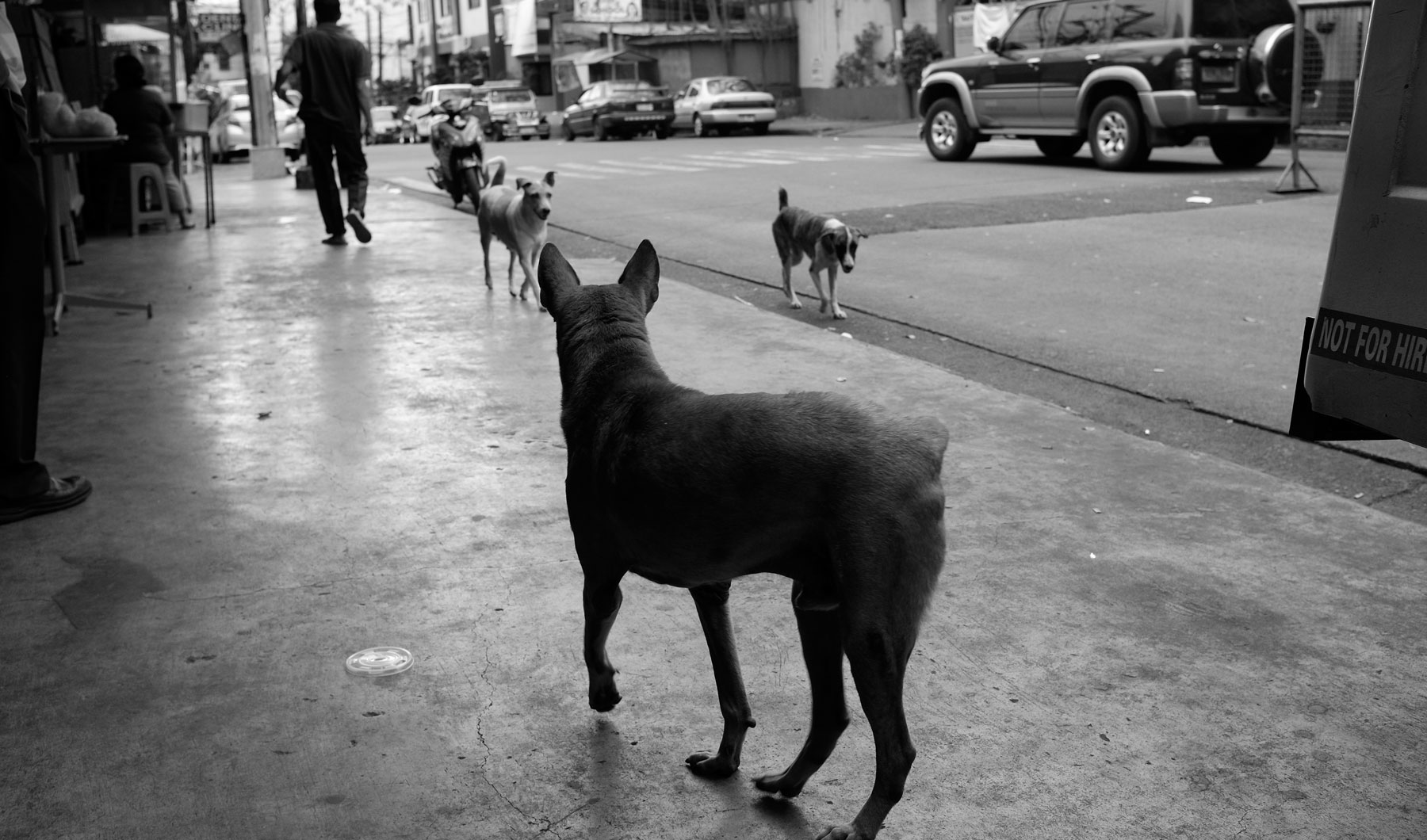 Street Dogs of Manila