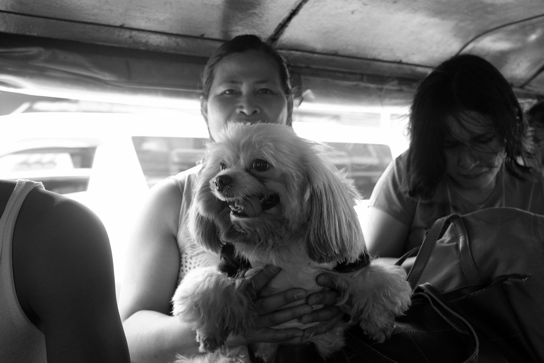 Street Dogs of Manila