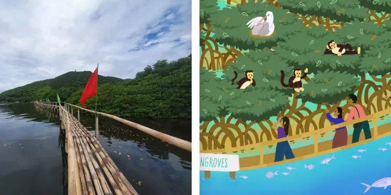 mangrove boardwalk