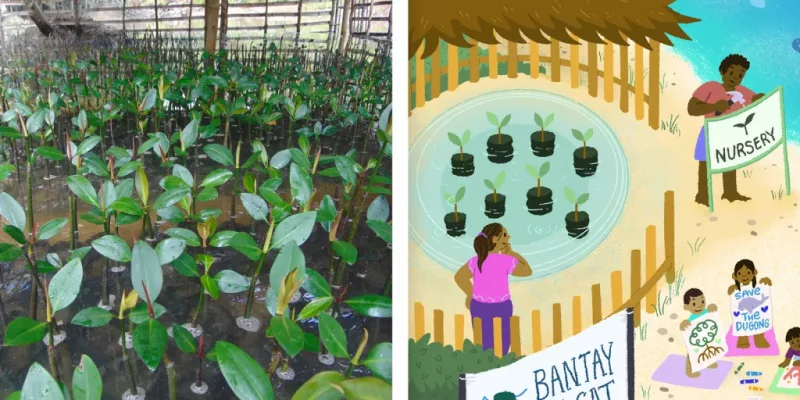 mangrove nursery