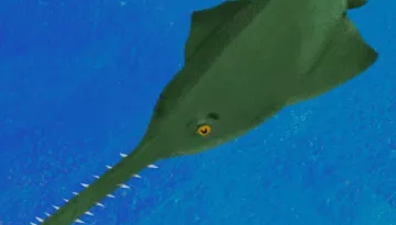 sawfish-thumb-r
