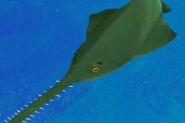 sawfish-thumb-r