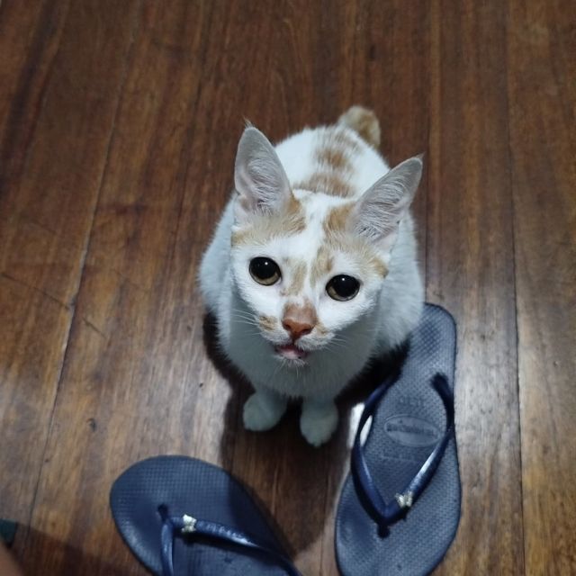 She's 9, but she's just a baby 🥹 Happy birthday, Annie! 😽