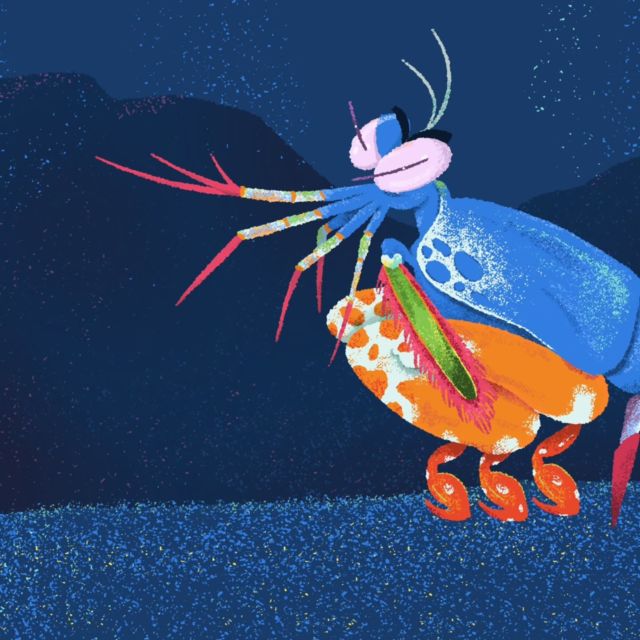 This was supposed to be a doodle but it sort of ran away with itself. MANTIS SHRIMP! A highly intelligent and effective predator. MANTIS SHRIMP! The force in its forelimbs can punch holes in clam shells. MANTIS SHRIMP! Its eyes are said to be the most complex of any animal. MANTIS SHRIMP!

We do have a Philippine species, but this one's called the peacock mantis shrimp. MANTIS SHRIMP! #WorldWildlifeDay